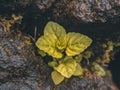 Plant stuck betwen rock