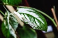 Plant with sunburn or sunscald, white burned leaves