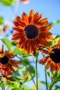 Plant of a flower of a sunflower with orange leaves and a black Royalty Free Stock Photo