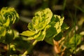 Plant in sunshines after the rain.