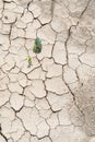 Plant survive on a dry ground and drought conditions