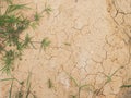 Plant surviving in dry ground