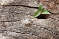 plant surviving in the wood hole