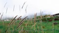 Cogon grass with the background of big mountain Royalty Free Stock Photo