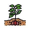 plant sweet potato color icon vector illustration
