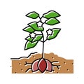 plant sweet potato color icon vector illustration