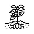 plant sweet potato line icon vector illustration
