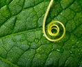Plant swirl over green leaf