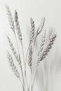 Wheat bouquet as a homemade interior decoratio Royalty Free Stock Photo