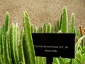 Plant tag label with Succulent plant Black bells Royalty Free Stock Photo