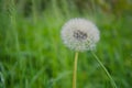 Plant of Taraxacum officinale Dandelion clock Royalty Free Stock Photo