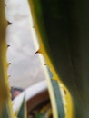 Plant teeths like crocodile teeth