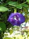 This plant is a Telang flower which has purple flowers