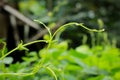 plant tendril with bokeh background, natural