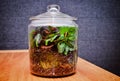 Plant terrarium in the closed glass jar Royalty Free Stock Photo