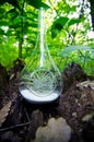 Plant Terrarium Royalty Free Stock Photo