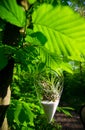 Plant Terrarium Royalty Free Stock Photo