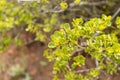 Plant Tetragonia acanthocarpa Adamson, belongs to Aizoaceae