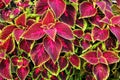 Red purple plant leaf pattern 