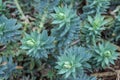 Plant texture background, jardin botanico, Valencia, Spain