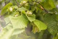 Plant textures and backgrounds.Maturation of hazelnuts . Green texture