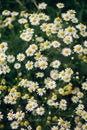 Plant thick bush chamomile white flowers meadow Royalty Free Stock Photo