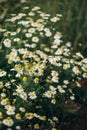 Plant thick bush chamomile white flowers meadow Royalty Free Stock Photo