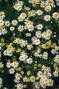 Plant thick bush chamomile white flowers meadow Royalty Free Stock Photo