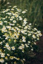 Plant thick bush chamomile white flowers meadow Royalty Free Stock Photo