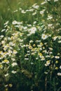 Plant thick bush chamomile white flowers meadow Royalty Free Stock Photo