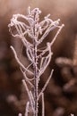 A plant with thin twigs. Plant texture with hoarfrost