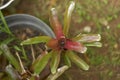 This plant thrives in front of the house decorating the home garden. Location Ciamis West Java Indonesia