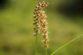 Plant tick grass - Cenchrus echinatus