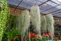 Plant Tillandsia Usneoides in a Natural Garden at the garden market