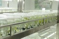 Plant tissue culture