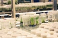 Plant tissue culture collection shelves in tissue culture room science laboratory