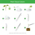 Plant Tissue Culture. Rare plant tissue culture with cutting some for plant reproduction to get a lot, and all steps working in