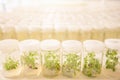 Plant tissue culture, small plant in test tubes. Asparagus and o Royalty Free Stock Photo