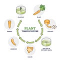 Plant tissue culture technique to maintain or grow cells outline diagram