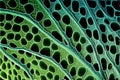 Plant tissue structure section tissue of stem plant, creative digital illustration painting