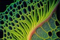 Plant tissue structure section tissue of stem plant, digital illustration painting artwork