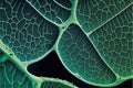 Plant tissue structure section tissue of stem plant, digital illustration painting artwork