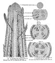 Plant Tissues vintage illustration