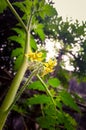 Plant of tomato with their flowers Royalty Free Stock Photo