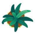 Plant top view. Green plant easy copy paste in your landscape design projects or architecture plan. Isolated flower on