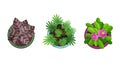 Plant top view in pots. Home plant set. Cactus, green leaves concept. Interior house gardening design. Set of different