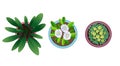 Plant top view in pots. Home plant set. Cactus, green leaves concept. Interior house gardening design. Set of different