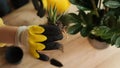 Plant transfer to another pot, close-up of a gardener holding a flower in his hand, a sprout, in the background gardening tools Royalty Free Stock Photo