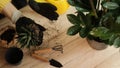 Plant transfer to another pot, close-up of a gardener holding a flower in his hand, a sprout, in the background gardening tools Royalty Free Stock Photo