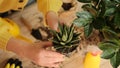 Plant transfer to another pot, close-up of a gardener holding a flower in his hand, a sprout, in the background gardening tools Royalty Free Stock Photo